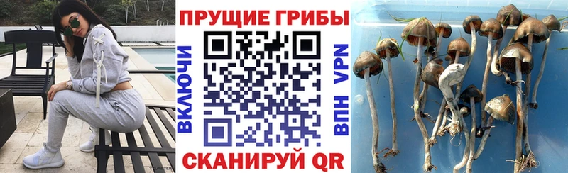 Галлюциногенные грибы GOLDEN TEACHER  даркнет состав  Рославль 